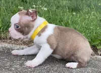 Yara, a female Boston Terrier for sale in Dayton, OH – 4 of 8