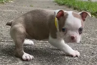 Yara, a female Boston Terrier for sale in Dayton, OH – 3 of 8