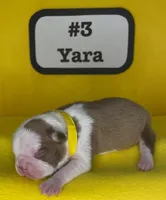 Yara, a female Boston Terrier for sale in Dayton, OH – 8 of 8