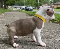 Yara, a female Boston Terrier for sale in Dayton, OH – 2 of 8