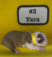 Yara, a female Boston Terrier for sale in Dayton, OH – 6 of 8