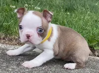 Yara, a female Boston Terrier for sale in Dayton, OH – 1 of 8