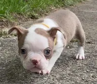 Yara, a female Boston Terrier for sale in Dayton, OH – 5 of 8