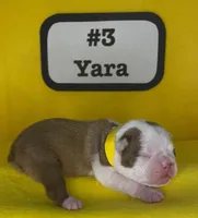 Yara, a female Boston Terrier for sale in Dayton, OH – 7 of 8