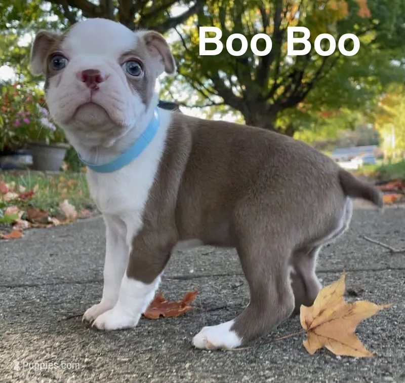 Boo Boo – Boston Terrier puppy on hold in Dayton, OH