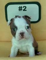 Bear, a male Boston Terrier for sale in Dayton, OH – 3 of 4