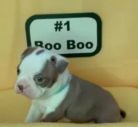Boo Boo, a female Boston Terrier for sale in Dayton, OH – 2 of 5