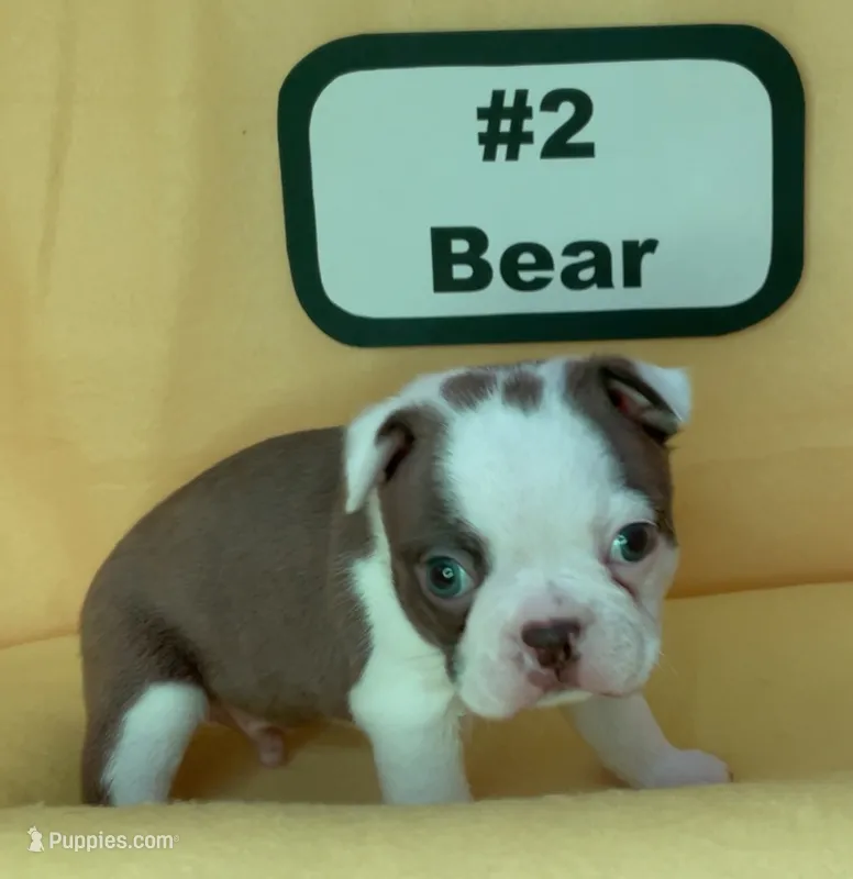 Bear – Boston Terrier puppy for sale in Dayton, OH