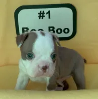 Boo Boo, a female Boston Terrier for sale in Dayton, OH – 3 of 5