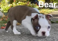 Little Bear, a male Boston Terrier for sale in Dayton, OH – 2 of 7