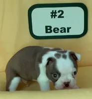 Bear, a male Boston Terrier for sale in Dayton, OH – 2 of 4