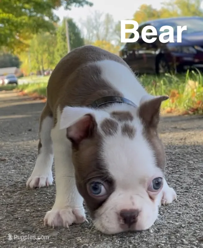 Bear – Boston Terrier puppy for sale in Dayton, OH
