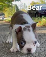 Little Bear, a male Boston Terrier for sale in Dayton, OH – 1 of 7