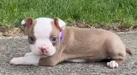 Peggy, a female Boston Terrier for sale in Dayton, OH – 3 of 7
