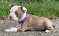 Peggy, a female Boston Terrier for sale in Dayton, OH – 4 of 7