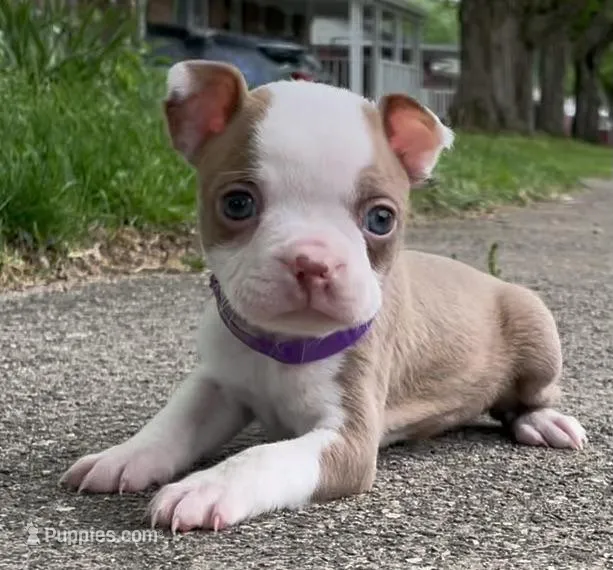 Peggy – Boston Terrier puppy for sale in Dayton, OH