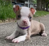 Peggy, a female Boston Terrier for sale in Dayton, OH – 1 of 7