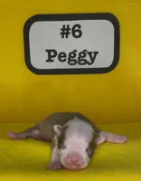 Peggy, a female Boston Terrier for sale in Dayton, OH – 6 of 7