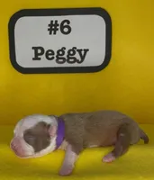 Peggy, a female Boston Terrier for sale in Dayton, OH – 7 of 7