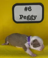 Peggy, a female Boston Terrier for sale in Dayton, OH – 5 of 7