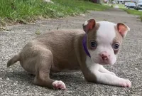 Peggy, a female Boston Terrier for sale in Dayton, OH – 2 of 7