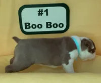 Boo Boo, a female Boston Terrier for sale in Dayton, OH – 4 of 5