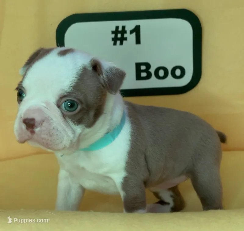 Boo Boo – Boston Terrier puppy for sale in Dayton, OH