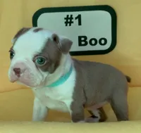 Boo Boo, a female Boston Terrier for sale in Dayton, OH – 1 of 5