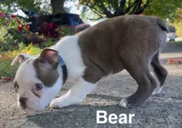 Little Bear, a male Boston Terrier for sale in Dayton, OH – 3 of 7