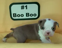 Boo Boo, a female Boston Terrier for sale in Dayton, OH – 5 of 5