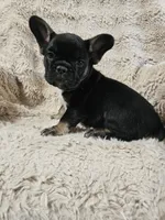 Snickers , a female French Bulldog for sale in Hunnewell, MO – Photo 8 of 10