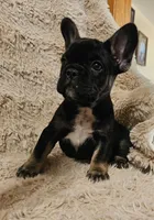 Snickers , a female French Bulldog for sale in Hunnewell, MO – Photo 4 of 10