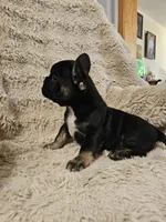Snickers , a female French Bulldog for sale in Hunnewell, MO – Photo 10 of 10