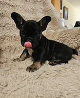 Snickers , a female French Bulldog for sale in Hunnewell, MO – Photo 7 of 10