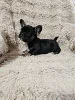 Snickers , a female French Bulldog for sale in Hunnewell, MO – Photo 9 of 10