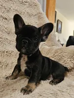 Snickers , a female French Bulldog for sale in Hunnewell, MO – Photo 5 of 10