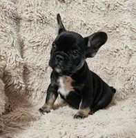 Snickers , a female French Bulldog for sale in Hunnewell, MO – Photo 3 of 10