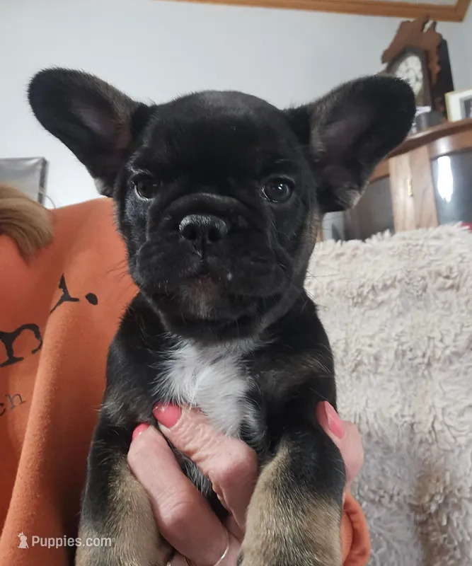 Snickers  – French Bulldog puppy for sale in Hunnewell, MO