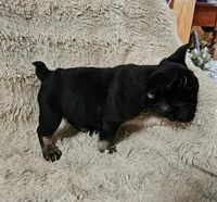 Snickers , a female French Bulldog for sale in Hunnewell, MO – Photo 2 of 10