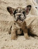 Mocha, a male French Bulldog for sale in Hunnewell, MO – Photo 3 of 10