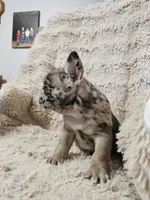 Mocha, a male French Bulldog for sale in Hunnewell, MO – Photo 7 of 10