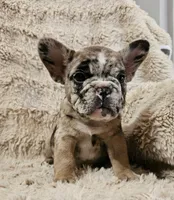 Mocha, a male French Bulldog for sale in Hunnewell, MO – Photo 4 of 10