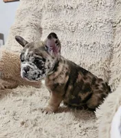 Mocha, a male French Bulldog for sale in Hunnewell, MO – Photo 5 of 10