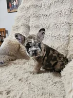 Mocha, a male French Bulldog for sale in Hunnewell, MO – Photo 8 of 10