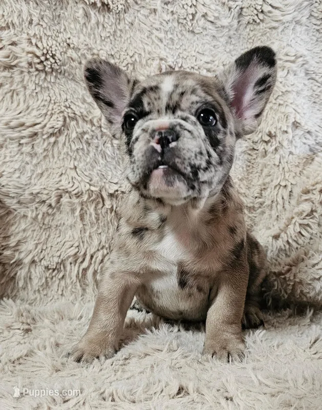 Mocha – French Bulldog puppy for sale in Hunnewell, MO