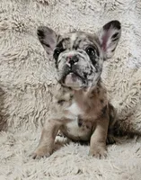 Mocha, a male French Bulldog for sale in Hunnewell, MO – Photo 1 of 10