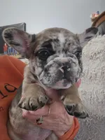 Mocha, a male French Bulldog for sale in Hunnewell, MO – Photo 2 of 10