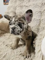 Mocha, a male French Bulldog for sale in Hunnewell, MO – Photo 10 of 10