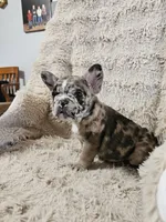 Mocha, a male French Bulldog for sale in Hunnewell, MO – Photo 9 of 10
