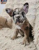 Mocha, a male French Bulldog for sale in Hunnewell, MO – Photo 6 of 10